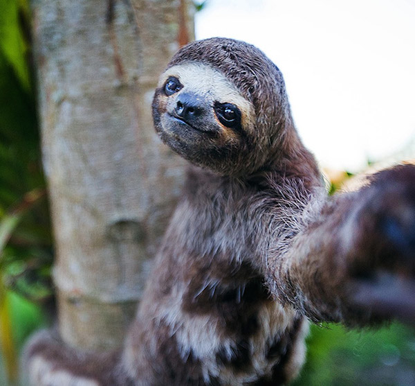 selfie-animali-4