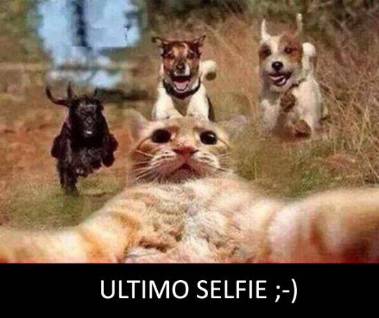 selfie-animali-6